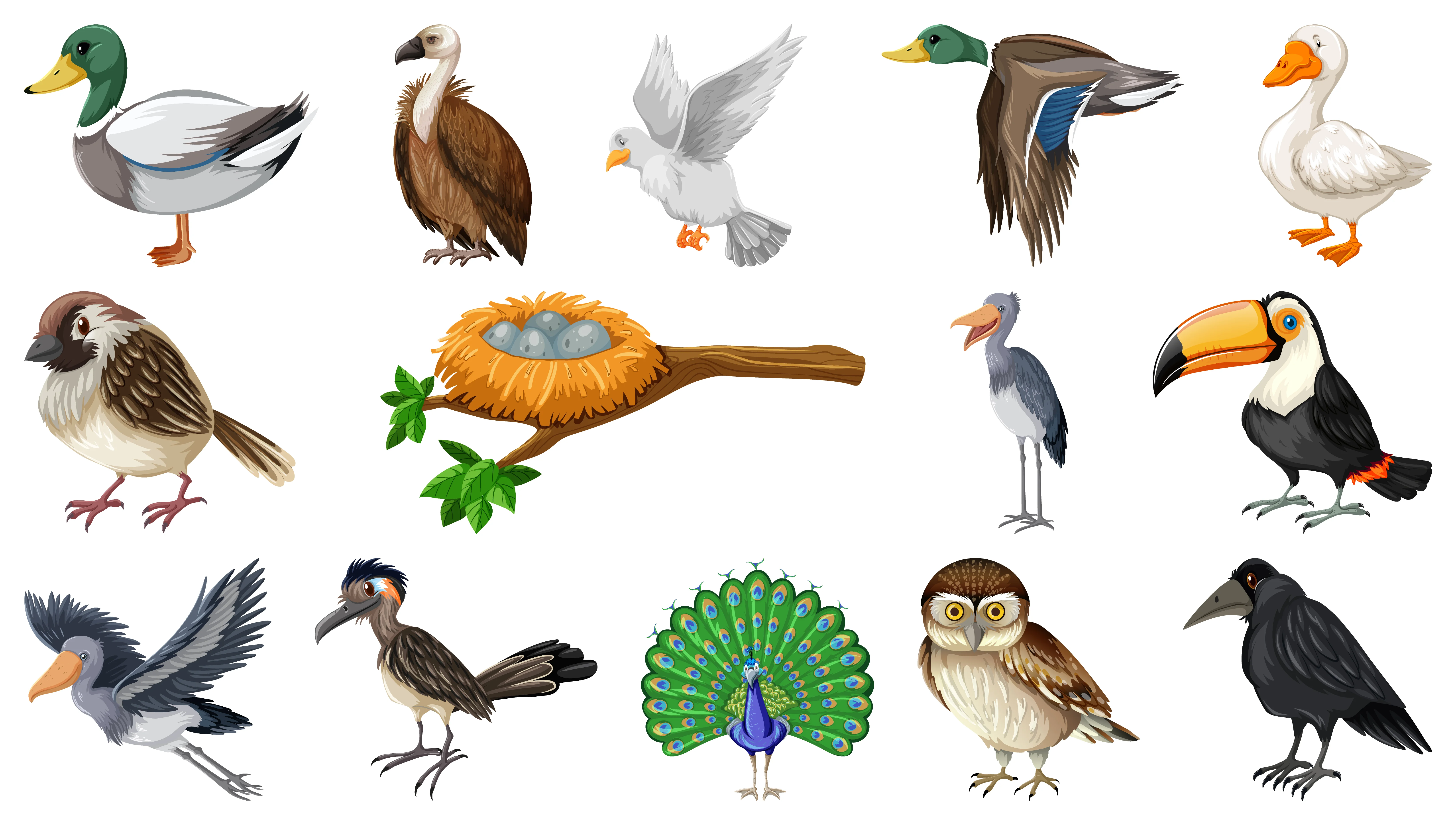 25 Birds Name in Hindi and English – Learn with Fun Facts!
