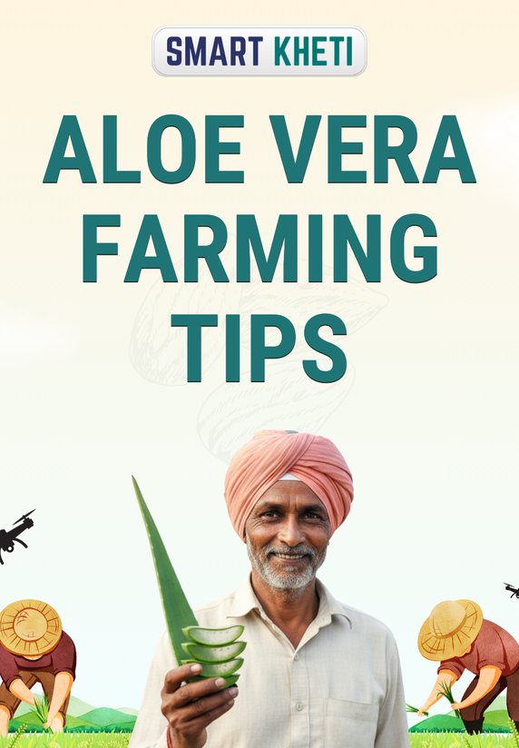 Aloe Vera Farming Tips