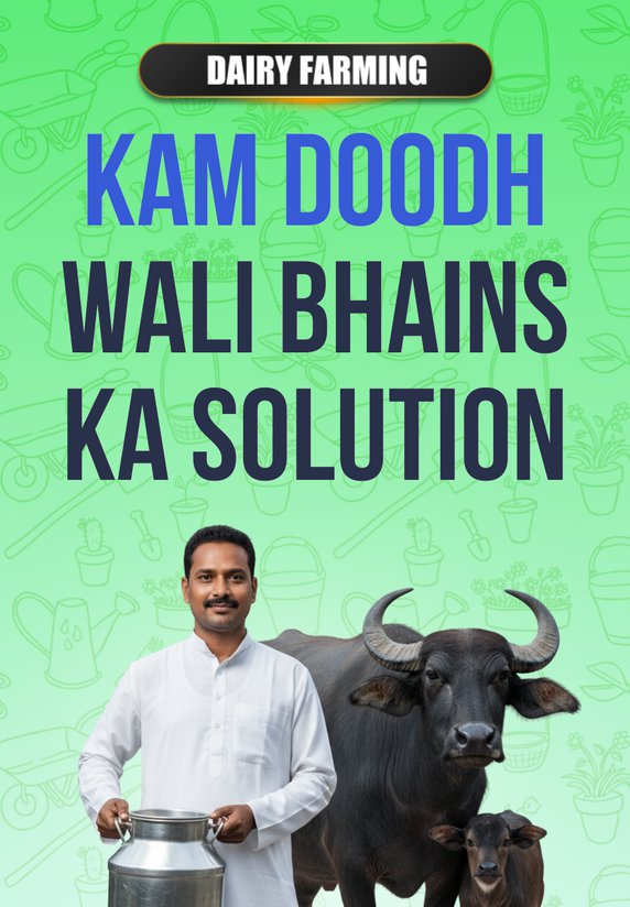 Kam Doodh Wali Bhains Ka Solution