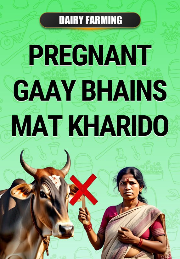 Pregnant Gaay Bhains Mat Kharido