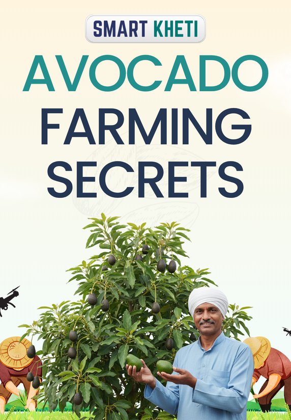 Avocado Farming Secrets