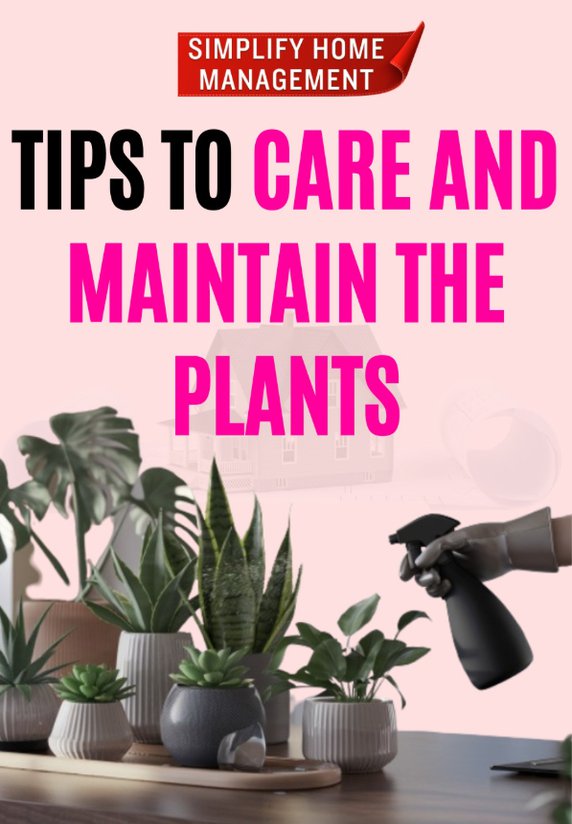 Tips To Care And Maintain Plants