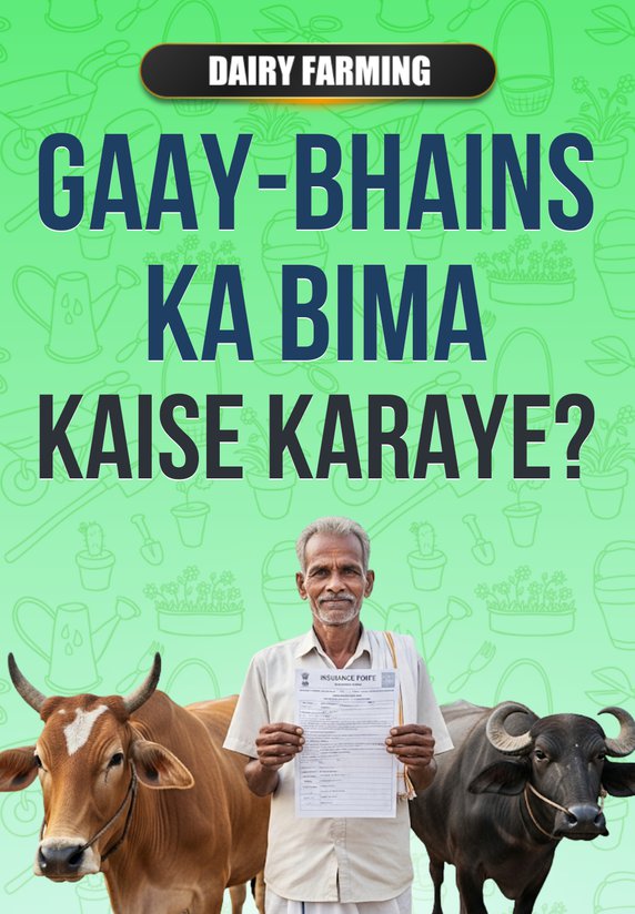 Gaay-Bhains Ka Bima Kaise Karaye