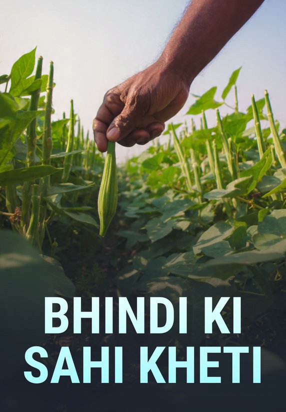 Bhindi Ki Sahi Kheti