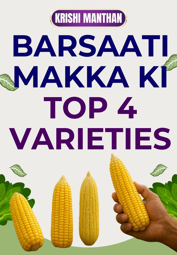 Barsaati Makka Ki Top 4 Varieties