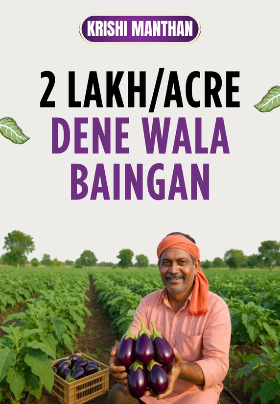 2 Lakh/Acre Dene Wala Baingan
