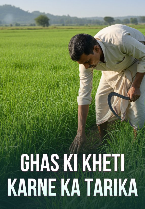Ghas Ki Kheti Karne Ka Tarika