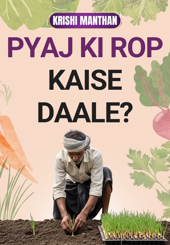 Pyaj Ki Rop Kaise Daale?