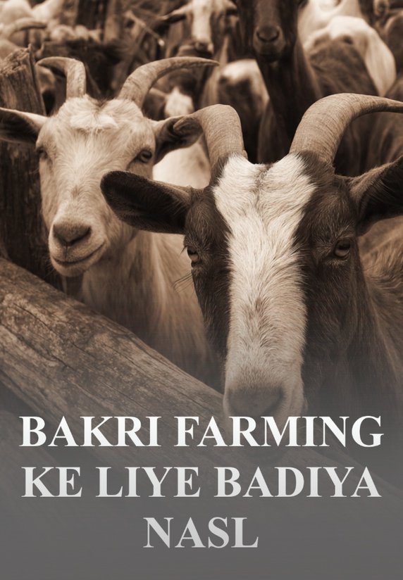 Bakri Farming Ke Liye Badiya Nasl